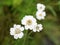 Achillea ptarmica white tansy herb flowers