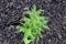 Achillea sprouting in black mulch