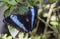Achilles Morpho, Blue-banded Morpho butterfly
