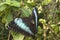 Achilles Morpho, Blue-banded Morpho butterfly