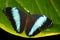 Achilles Morpho butterfly