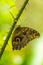 Achilles morpho butterfly on thorny green stem