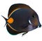 Achilles Tang Isolated