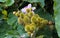 Achiote or anatto fruits and flower, Bixa orellana