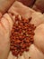 Achiote seeds Bixa orellana on hand