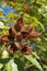 Achiote seeds on tree, Bixa orellana, in tropical garden