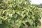 Achiote tree plant on farm for harvest are cash crops