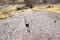 Achnabreach cup and ring marked rocks, Argyll, Scotland