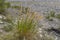 Achnatherum calamagrostis plants