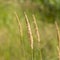 Achnatherum calamagrostis plants, family of cereals. Golden spikelets in the field, August