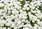 Achollea alpina Yarrow, Yarrow White in bloom