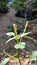 Achyranthes aspera or cheff flower in a sunny day