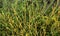 Achyranthes aspera - nayuruvi -Chaff-flower