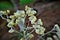 Achyrocline satureioides flowers blooming in the field