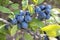 Acid ripe sloe  Prunus spainosa berries in October on countryside