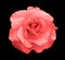 Acid rose rose flower macro isolated