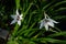 Acidanthera murielae blooms with white-burgundy flowers in autumn. Berlin, Germany