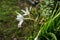 Acidanthera murielae blooms with white-burgundy flowers in autumn. Berlin, Germany