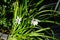 Acidanthera murielae blooms with white-burgundy flowers in autumn. Berlin, Germany