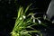 Acidanthera murielae blooms with white-burgundy flowers in autumn. Berlin, Germany