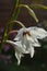 Acidanthera Murielea or Fragrant Gladiolus