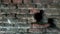 Acient Brick Wall Closeup Background