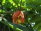 The ackee, (Blighia sapida)