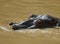 AClose up of a solitary Hippo wallowing in the mara river - Kenya