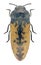 Acmaeodera pilosellae syriaca