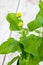 Acmella oleracea, spice herb, healing plant