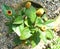 Acmella oleracea, Toothache plant, Paracress
