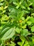 Acmella oleracea toothache plant, paracress, Sichuan buttons, buzz buttons, ting flowers, electric daisy with natural background