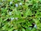 Acmella oleracea toothache plant, paracress, Sichuan buttons, buzz buttons, ting flowers, electric daisy with natural background