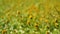 Acmella uliginosa also known as Marsh para cress