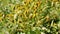 Acmella uliginosa also known as Marsh para cress