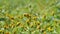 Acmella uliginosa also known as Marsh para cress From nandi hills, Karnataka, India
