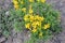 Acmispon glaber, also known as Lotus scoparius, Common deerweed, Deervetch, California broom