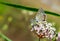 Acmon Blue Butterfly on narrowleaf Milkweed, Yosemite