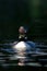 ACommon Loon Gavia immer swimming on Wilson Lake, Que, Canada