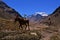 ACONCAGUA Andes Mountain - ACONCAGUA 