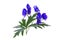 Aconite Aconitum blue with green leaves on a white isolated background