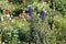 Aconite or Aconitum napellus with blue flowers. General view of flowering plant