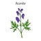 Aconite Aconitum napellus , flowering plant