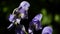 Aconite, Aconitum napellus, toxic plant