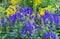 Aconite flower or wolf root is a poisonous plant. Violet flowers