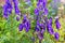 Aconite flower or wolf root is a poisonous plant. Violet flowers