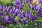 Aconitum