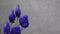 Aconitum. Blue beatuful flower in the garden