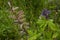 Aconitum cammarum, aconite, April with seeds in pods