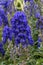 Aconitum carmichaelii